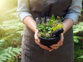 5 Mittelalterliche Heilpflanzen als natürliche Gesundheitshelfer