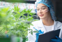 Eine Wissenschaftlerin untersucht im Laboroutfit eine Cannabis-Pflanze