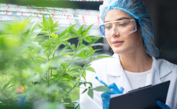 Eine Wissenschaftlerin untersucht im Laboroutfit eine Cannabis-Pflanze