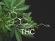 THC ist einer von vielen Wirkstoffen der Cannabis-Pflanze.